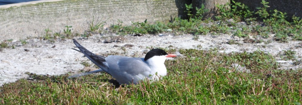 Philatelistische Arbeitsgemeinschaft Ornithologie - Bilder 2018