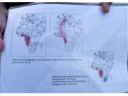 Zugstrecken Bienenfresser / Trekroutes van de Bijeneters