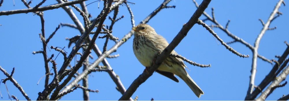 Philatelistische Arbeitsgemeinschaft Ornithologie - Ein Bericht von Frau Brigitta Großkopf