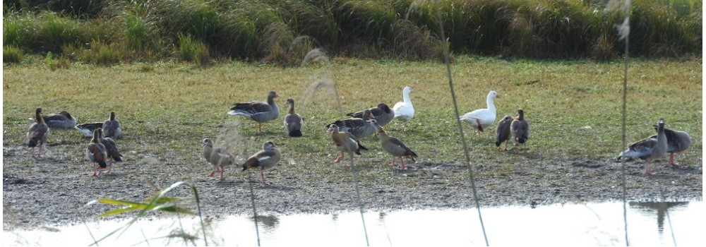 Philatelistische Arbeitsgemeinschaft Ornithologie - Bilder 2021