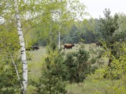 Oranienbaumer Heide (Heckrinder)