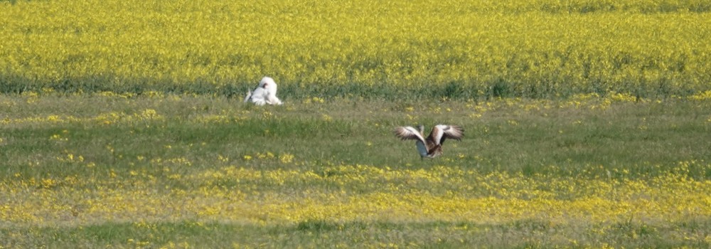 Philatelistische Arbeitsgemeinschaft Ornithologie - Bilder 2023