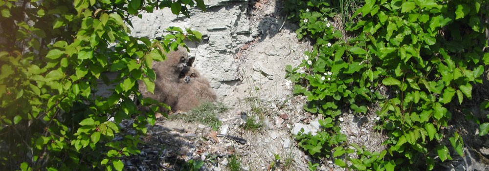 Philatelistische Arbeitsgemeinschaft Ornithologie - Foto's 2