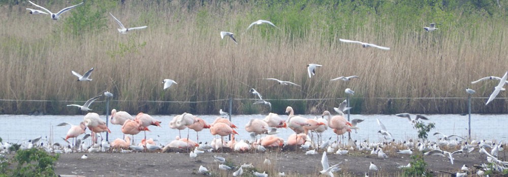 Philatelistische Arbeitsgemeinschaft Ornithologie - Foto's 2